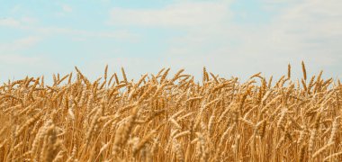 Yaz günü buğday tarlası manzarası