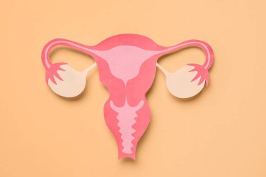 Bej arkaplanda kağıt uterus
