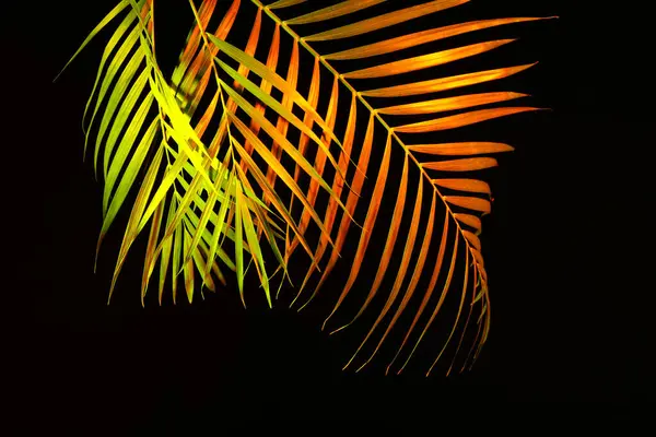 Folhas Tropicais Néon Fundo Preto — Fotografia de Stock