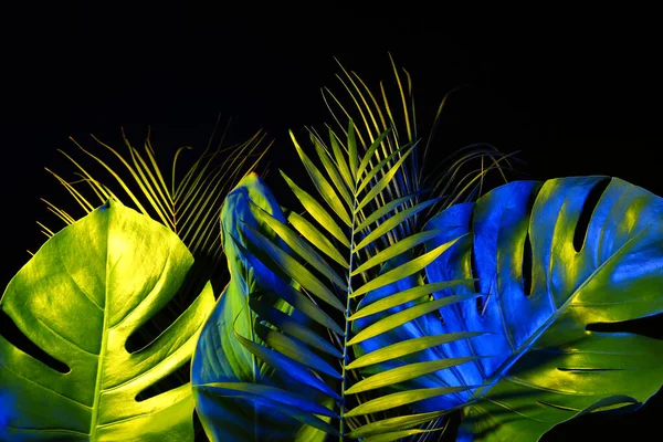 Különböző Neon Trópusi Levelek Fekete Alapon — Stock Fotó
