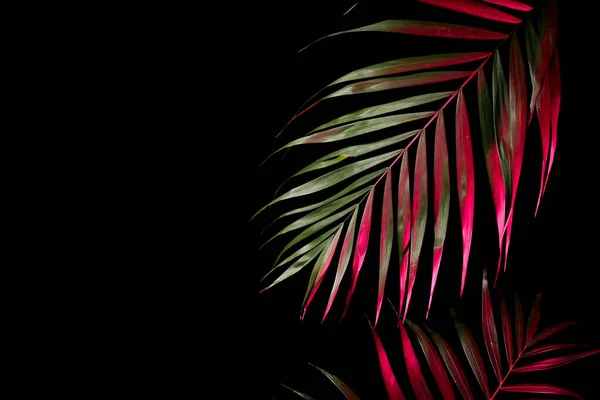 Foglie Tropicali Neon Sfondo Nero — Foto Stock