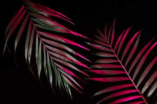 Neon tropical leaves on black background
