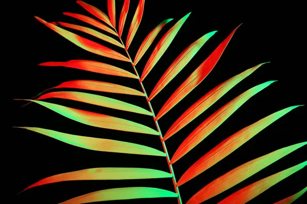 Siyah Zemin Üzerinde Neon Tropikal Yaprak — Stok fotoğraf