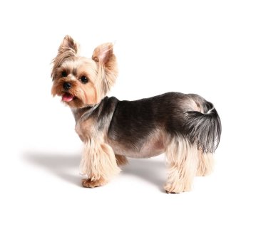 Beyaz arka planda izole edilmiş şirin küçük Yorkshire teriyer köpeği.