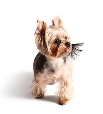 Beyaz arka planda izole edilmiş şirin küçük Yorkshire teriyer köpeği.