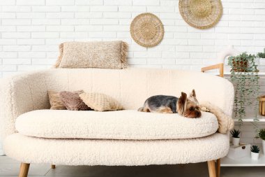Sevimli küçük Yorkshire teriyer köpeği oturma odasında kanepede yatıyor.