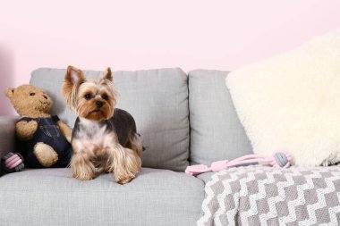 Oturma odasındaki kanepede oturan şirin küçük Yorkshire teriyeri köpeği.