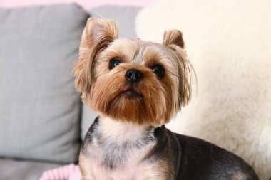 Oturma odasındaki kanepede oturan şirin küçük Yorkshire teriyeri köpeği.