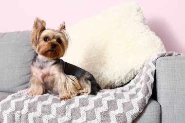 Oturma odasındaki kanepede oturan şirin küçük Yorkshire teriyeri köpeği.