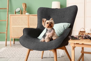 Küçük şirin Yorkshire teriyer köpeği oturma odasında koltukta oturuyor.