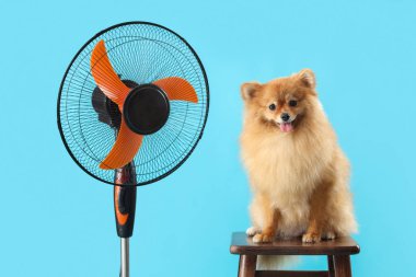 Mavi arka planda elektrikli vantilatörlü şirin Pomeranya salyangozu.