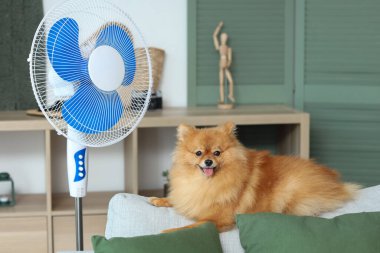 Oturma odasındaki kanepede elektrikli vantilatörlü şirin Pomeranya salyası.
