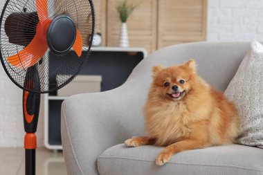 Oturma odasındaki koltukta elektrikli vantilatörlü şirin Pomeranya tükürüğü.