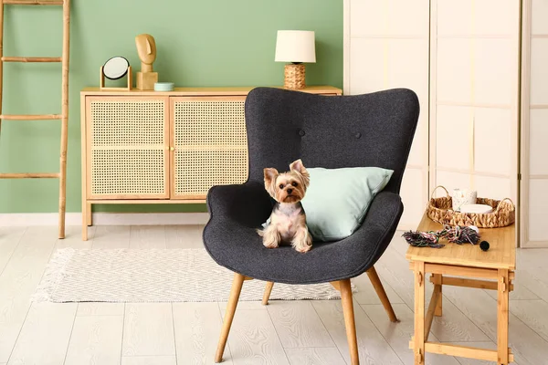 Küçük şirin Yorkshire teriyer köpeği oturma odasında koltukta oturuyor.