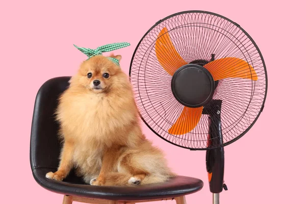 Lindo Spitz Pomeraniano Con Ventilador Eléctrico Sentado Silla Sobre Fondo — Foto de Stock