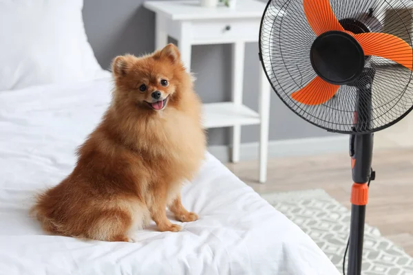 Lindo Spitz Pomeraniano Con Ventilador Eléctrico Sentado Cama Habitación — Foto de Stock