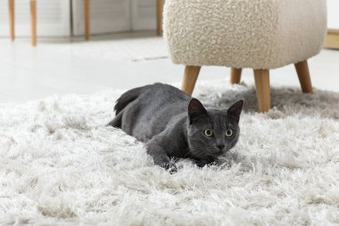 Evdeki oturma odasında halıya uzanmış sevimli İngiliz kedisi.