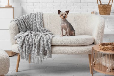 Evdeki kanepede oturan şirin küçük Yorkshire teriyeri köpeği.