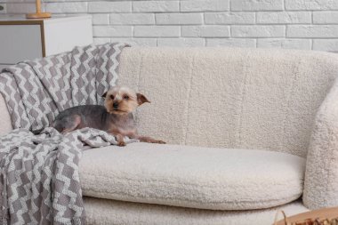 Şirin küçük Yorkshire teriyer köpeği evdeki kanepede uzanıyor.