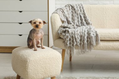 Sevimli küçük Yorkshire teriyer köpeği evde koltukta oturuyor.