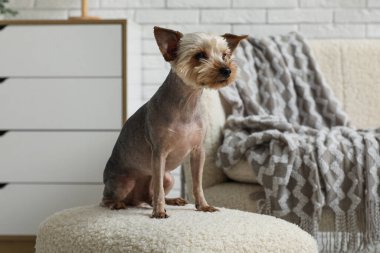 Sevimli küçük Yorkshire teriyer köpeği evde koltukta oturuyor.