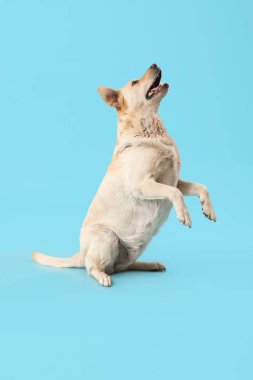 Mavi arka planda atlayan komik Labrador köpeği.