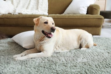 Oturma odasındaki halının üzerinde yatan şirin Labrador köpeği.