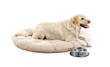 Tatlı Labrador köpeği, beyaz arka planda bir kase su ile evcil hayvan yatağında yatıyor.
