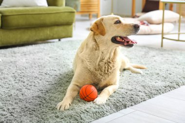 Tatlı Labrador köpeği oturma odasında halıya uzanıp evcil oyuncaklarla oynuyor.