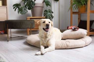 Oturma odasında evcil hayvan yatağında uzanan sevimli Labrador köpeği.