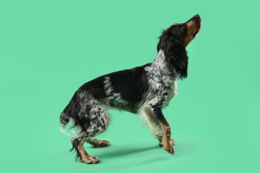 Yeşil arka planda şirin cocker spaniel köpek.