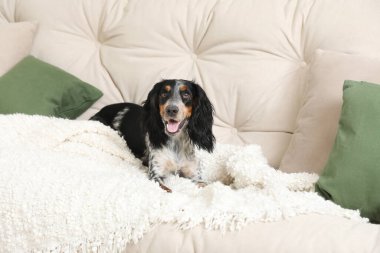 Tatlı cocker spaniel köpek oturma odasında kanepede yatıyor.