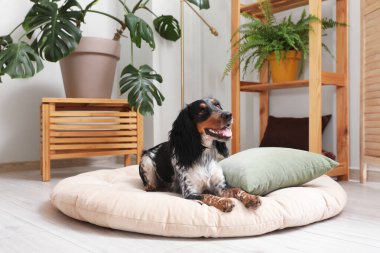 Şirin cocker spaniel köpek. Evcil hayvan yatağında uzanıyor.