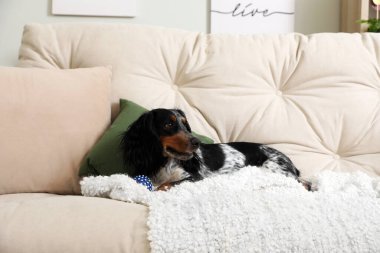Tatlı cocker spaniel köpek ve evcil oyuncağı oturma odasında kanepede yatıyor.