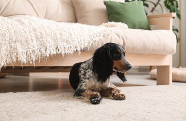 TV kumandalı şirin cocker spaniel köpek oturma odasında halıya uzanmış.