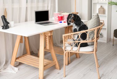 Kovalar dolusu patlamış mısır, dizüstü bilgisayar ve oturma odasındaki sandalyede oturan 3 boyutlu sinema gözlüklü şirin köpek.