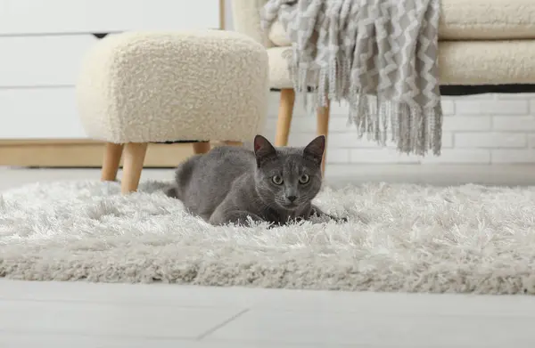 Niedliche Britische Katze Liegt Hause Auf Teppich Wohnzimmer — Stockfoto