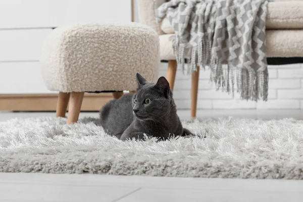 Niedliche Britische Katze Liegt Hause Auf Teppich Wohnzimmer — Stockfoto