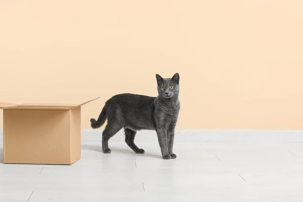 Cute British cat with box on floor near beige wall