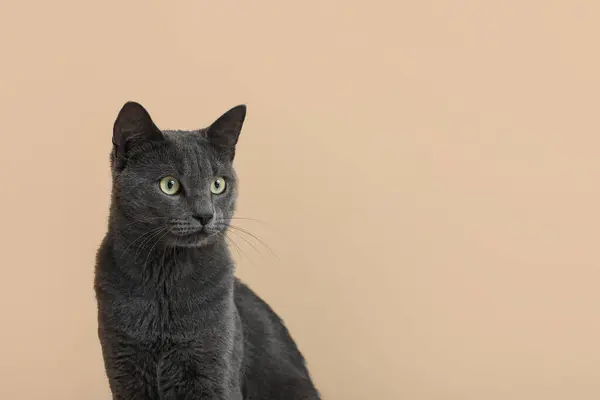 Niedliche Britische Katze Auf Beigem Hintergrund — Stockfoto