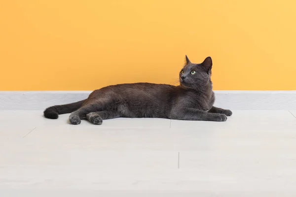 Cute British Cat Lying Floor Yellow Wall — Stock Photo, Image