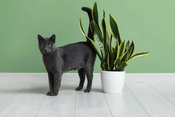 Niedliche Britische Katze Mit Zimmerpflanze Auf Dem Boden Nahe Der — Stockfoto