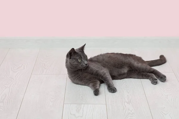 Niedliche Britische Katze Liegt Auf Dem Boden Neben Rosa Wand — Stockfoto