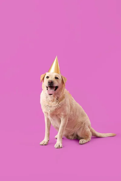 Lindo Perro Labrador Sombrero Fiesta Sentado Sobre Fondo Púrpura — Foto de Stock