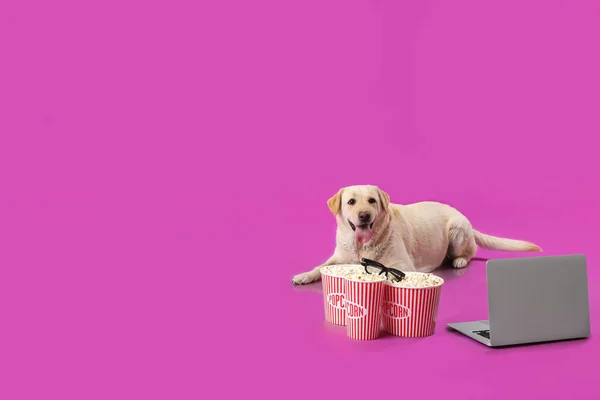 Cute Labrador Dog Laptop Buckets Popcorn Cinema Glasses Lying Purple — Stock Photo, Image