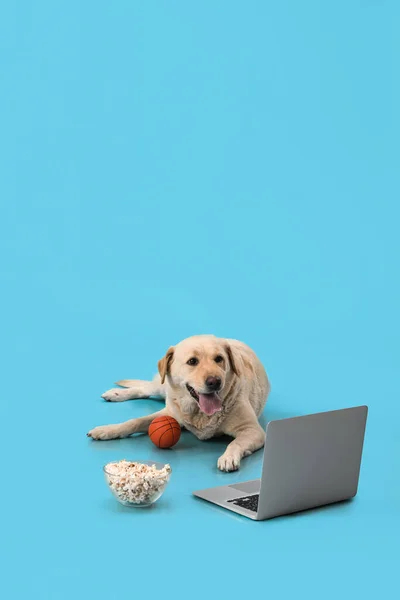Cute Labrador dog with bowl of popcorn, toy ball and laptop lying on blue background
