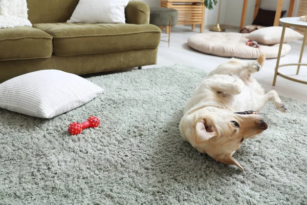 Cute Labrador dog with pet toy lying on carpet in living room