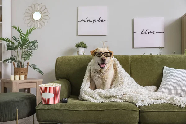 Cute Labrador dog in 3D cinema glasses with popcorn bucket and TV remote sitting on sofa in living room