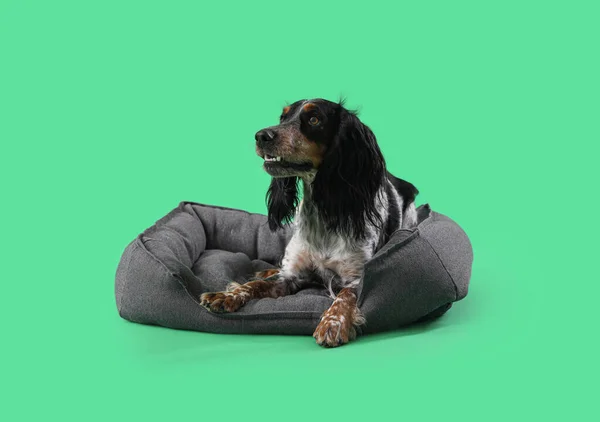 Милий Кокер Спанієль Собака Лежить Ліжку Домашніх Тварин Зеленому Фоні — стокове фото