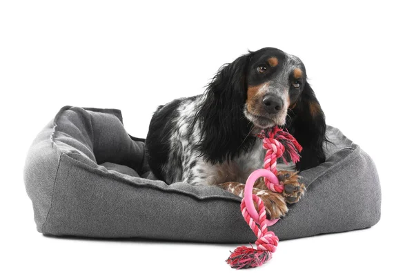 Beyaz arka planda evcil hayvan yatağında uzanan sevimli cocker spaniel köpeği.
